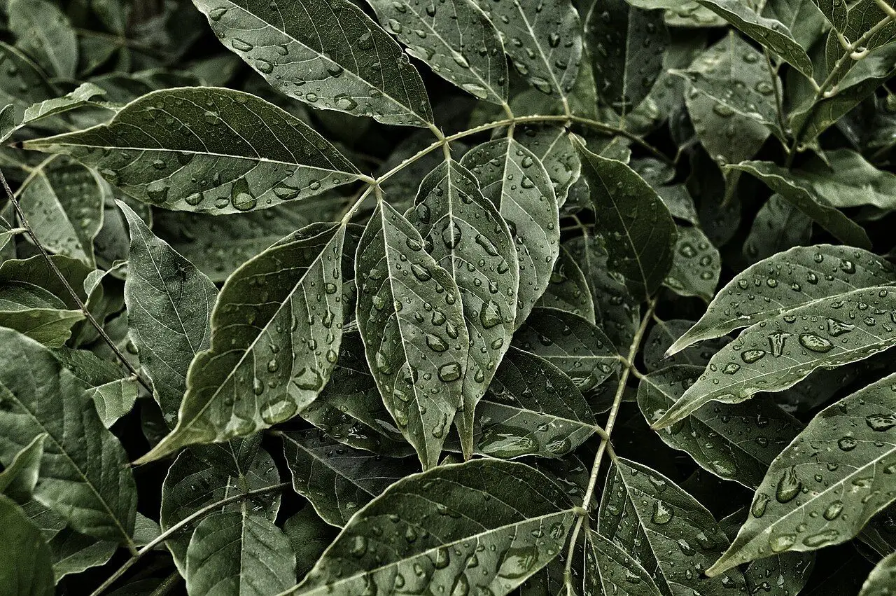 Folhas verdes com gotas de orvalho